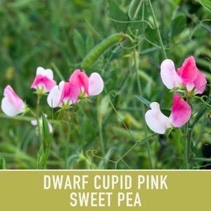 Sweet Pea, Cupid Pink Flower Seeds Heirloom Seeds, Dwarf Flower Seeds, Fragrant Flower, Pollinator Garden, Open Pollinated, Non-GMO image 6