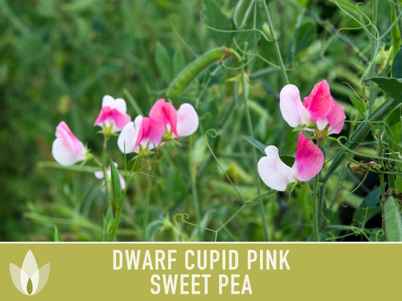 Sweet Pea, Cupid Pink Flower Seeds Heirloom Seeds, Dwarf Flower Seeds, Fragrant Flower, Pollinator Garden, Open Pollinated, Non-GMO image 6