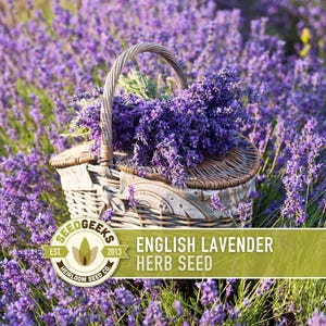 May include: A wicker basket brimming with freshly cut purple lavender in a lavender field. The basket has a woven handle and is filled with bundles of the fragrant herb. The image includes the text "English Lavender Herb Seed".