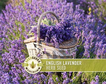 Könnte beinhalten: Ein Weidenkorb voller frisch geschnittener lila Lavendelblüten in einem Lavendelfeld. Der Korb hat einen geflochtenen Griff und ist mit Bündeln des duftenden Krauts gefüllt. Der Text "English Lavender Herb Seed" ist enthalten.