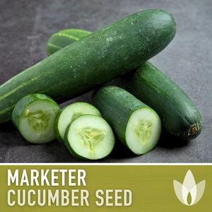 Marketer Cucumber Seeds - Heirloom Seeds, AAS Winner, Slicing Cucumber, Pickling Cucumber, Open Pollinated, Non-GMO