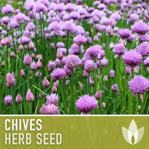 Chives Heirloom Herb Seeds image 4