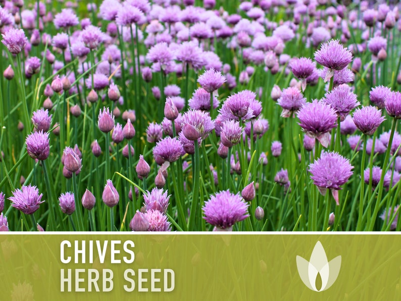 Chives Heirloom Herb Seeds image 4