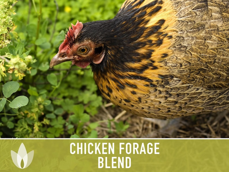 Chicken Forage Blend | 1oz Seeds, Omega 3, Non-GMO, Organic Food for Backyard Chickens, Heirloom image 6