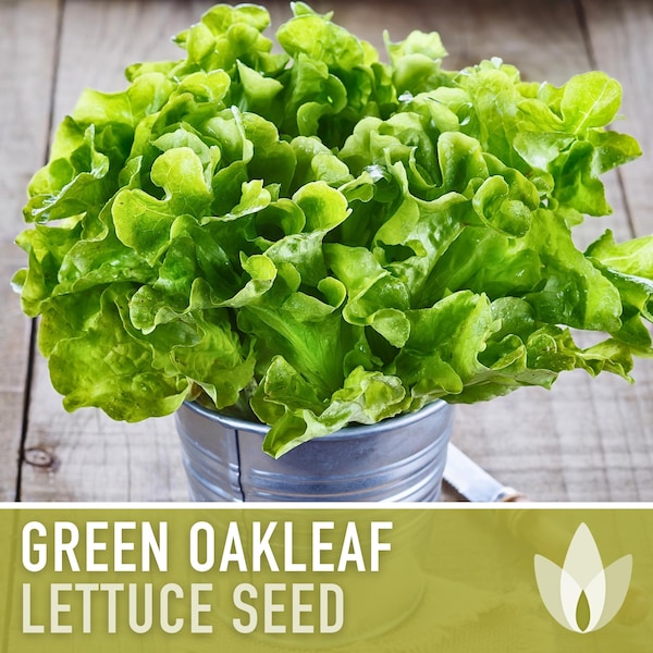 Green Oak Leaf Lettuce Heirloom Seeds - Shade Garden, Slow Bolting, Fresh Salad, Open Pollinated, Non-GMO