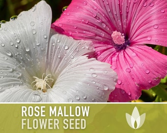 Rose Mallow Flower Seeds - Heirloom Seeds, Hibiscus Seeds, Tree Mallow Seeds, Pollinator Garden, Late Blooming, Open Pollinated, Non-GMO