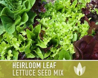 Heirloom Leaf Lettuce Mix Heirloom Seeds - Open Pollinated, Non GMO, Heirloom Seeds, Lettuce Seeds, Vegetable seeds