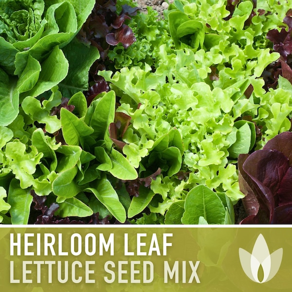 Heirloom Leaf Lettuce Mix Heirloom Seeds - Open Pollinated, Non GMO, Heirloom Seeds, Lettuce Seeds, Vegetable seeds