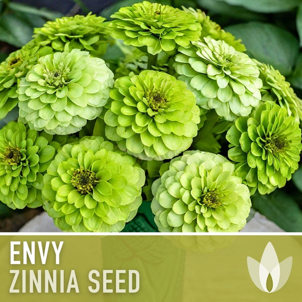 Zinnia, Envy Lime Green Heirloom Seeds, Chartreuse Flower Seeds