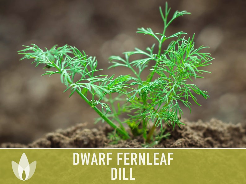 Dwarf Fernleaf Dill Heirloom Seeds AAS Winner Pickling Etsy