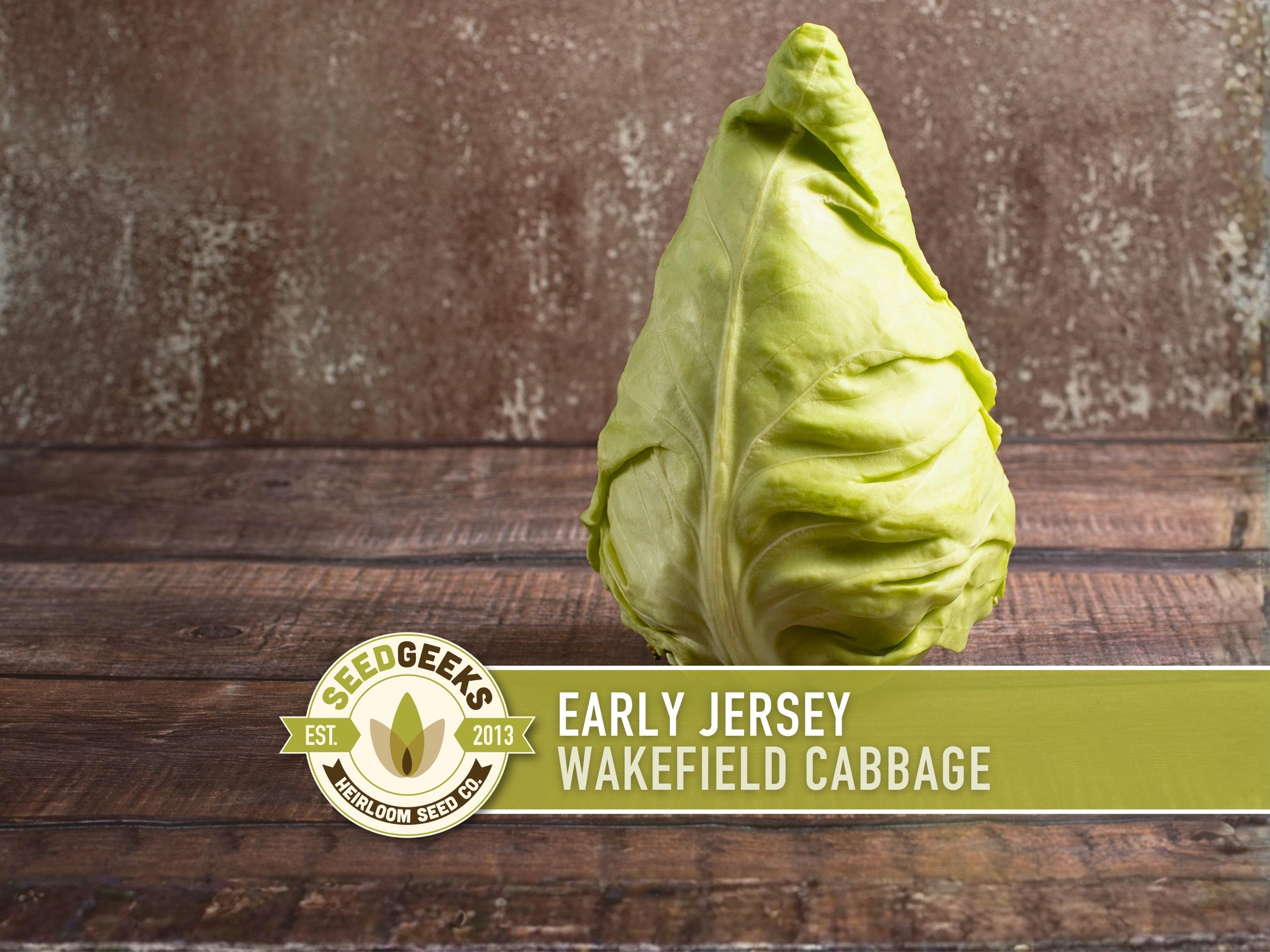 Early Jersey Wakefield Cabbage Seeds - Heirloom, Non-gmo - Etsy
