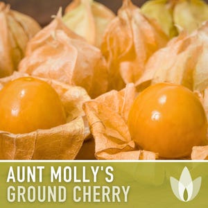 Aunt Molly's Ground Cherry Seeds | 25+ Seeds, Heirloom Fruit for Salsa, Jam, Physalis pruinosa image 4