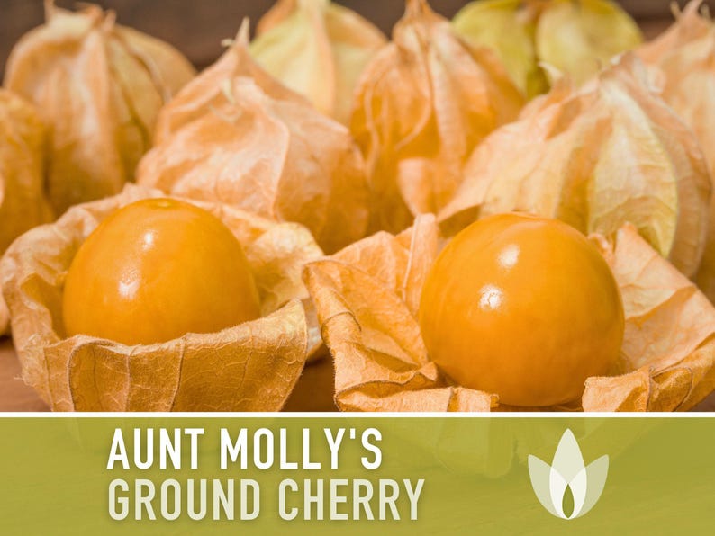Aunt Molly's Ground Cherry Seeds | 25+ Seeds, Heirloom Fruit for Salsa, Jam, Physalis pruinosa image 4