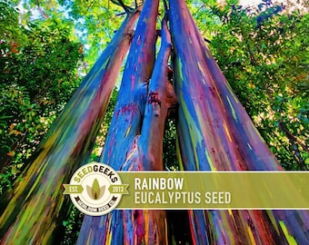 Rainbow Eucalyptus Tree Seeds - Heirloom, Non-GMO (100 Seeds)