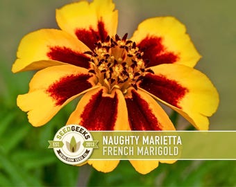 French Marigold (Tagetes patula) Naughty Marietta Seeds - Heirloom Annual Flower for Pollinator Gardens, Edible Petals, Non-GMO, 100 Seeds