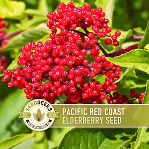 May include: Close-up of a cluster of bright red elderberries on a branch, surrounded by green leaves. The image includes a logo that reads "SEED GEEKS" and the text "PACIFIC RED COAST ELDERBERRY SEED."