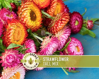Tall Strawflower Seeds | 100+ Seeds, Heirloom Mix, Bright Colors, Dried & Cut Flowers, Helichrysum bracteatum