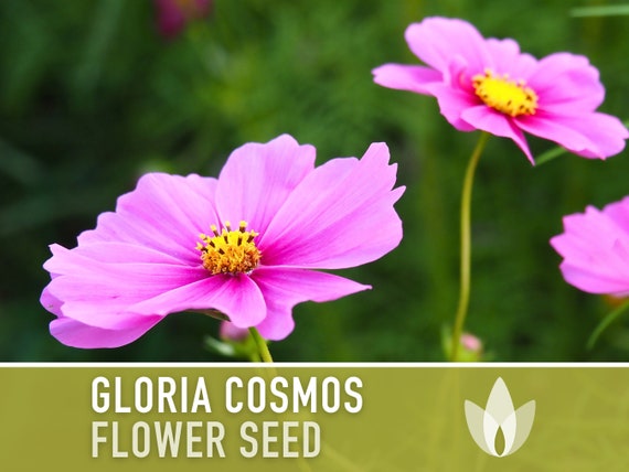 Cosmos, Gloria Heirloom Flower Seeds - Cut Flowers, Butterfly Garden, Pollinator Friendly, Non-GMO