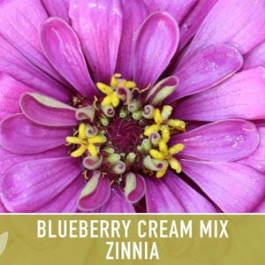 Blueberry Cream Zinnia Seeds | 100+ Seeds, Heirloom Flower Mix, Butterfly Garden, Bouquets imagem 6