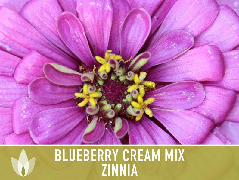 Blueberry Cream Zinnia Seeds | 100+ Seeds, Heirloom Flower Mix, Butterfly Garden, Bouquets imagem 6