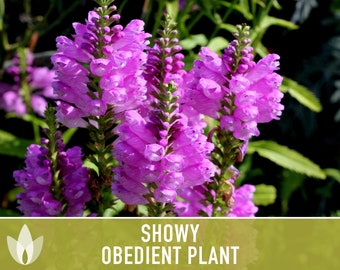 Showy Obedient Plant Seeds - Heirloom Seeds, Narrowleaf False Dragonhead, Pollinator Garden, Native Seeds, Flower Seeds, Non-GMO