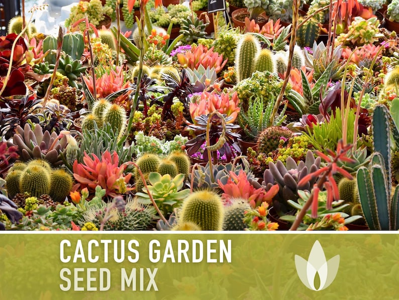 Cactus Garden Seed Mix | 50+ Seeds, Saguaro, Prickly Pear, Hedgehog, Santa Rita, Desert, Cactaceae image 5