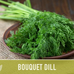 Bouquet Dill Herb Heirloom Seeds image 6