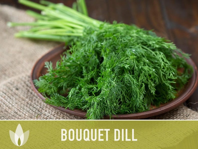 Bouquet Dill Herb Heirloom Seeds image 6