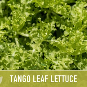Tango Oakleaf Lettuce Seeds – Heirloom, Cold Tolerant imagem 9