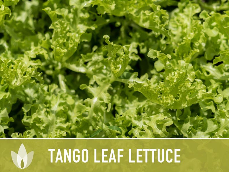 Tango Oakleaf Lettuce Seeds – Heirloom, Cold Tolerant imagem 9