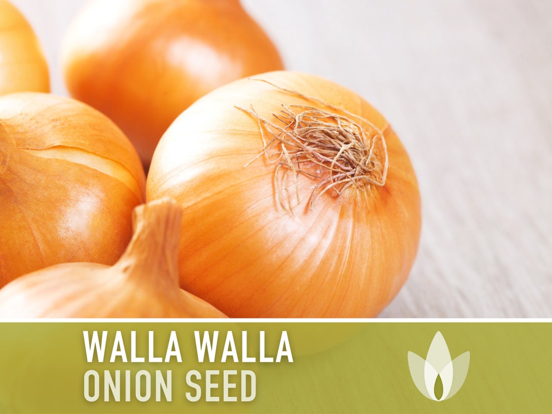 Walla Walla Onion Heirloom Seeds Nongmo, Root Vegetables, Fall Garden, Long Day Onion Etsy