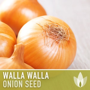 Walla Walla Onion Heirloom Seeds - Non-GMO, Root Vegetables, Fall Garden, Long Day Onion
