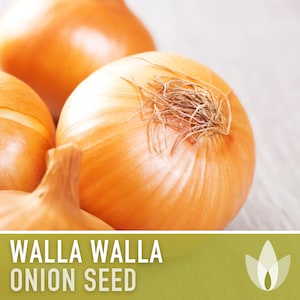 Walla Walla Onion Heirloom Seeds - Non-GMO, Root Vegetables, Fall Garden, Long Day Onion