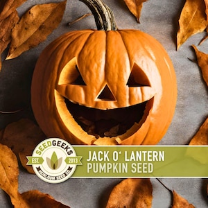 Jack O' Lantern Pumpkin Seeds - Heirloom, Non-GMO