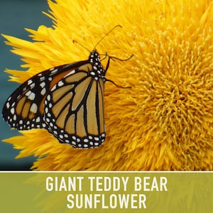 50 Pink Giant Teddy Bear Sunflower Seeds Buy Seeds Online