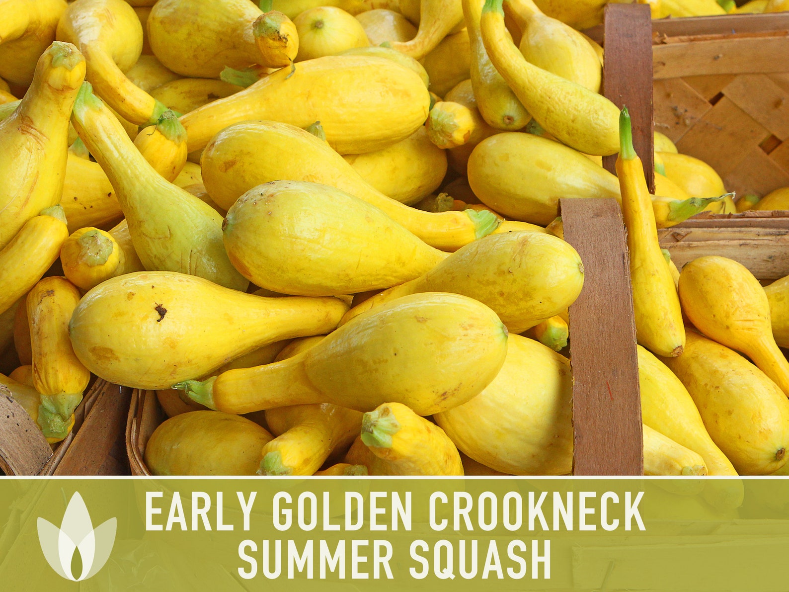 Early Golden Crookneck Summer Squash Heirloom Seeds Etsy