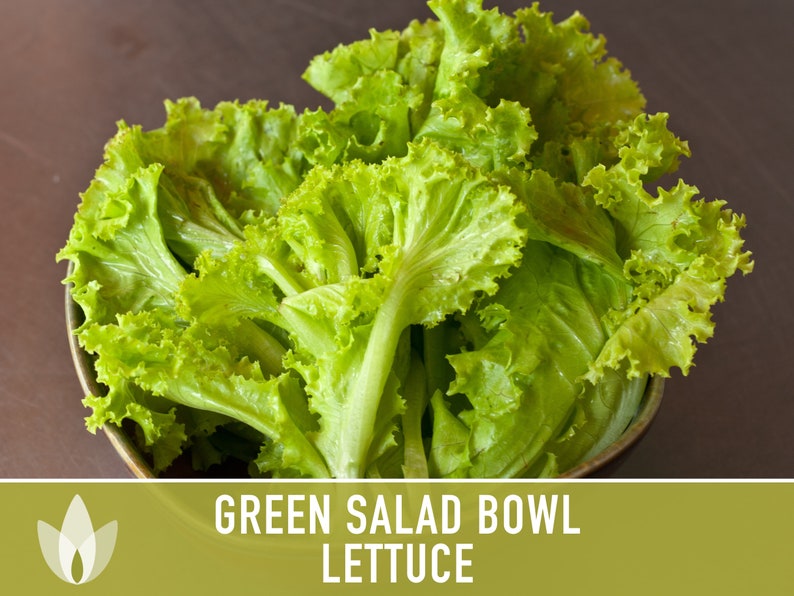 Green Salad Bowl Lettuce Heirloom Seeds image 3