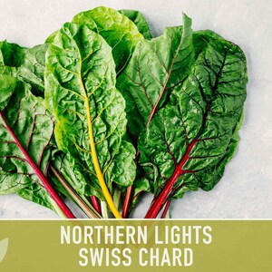 Northern Lights Swiss Chard Seeds, Rainbow Mix, Heirloom Non-GMO immagine 6