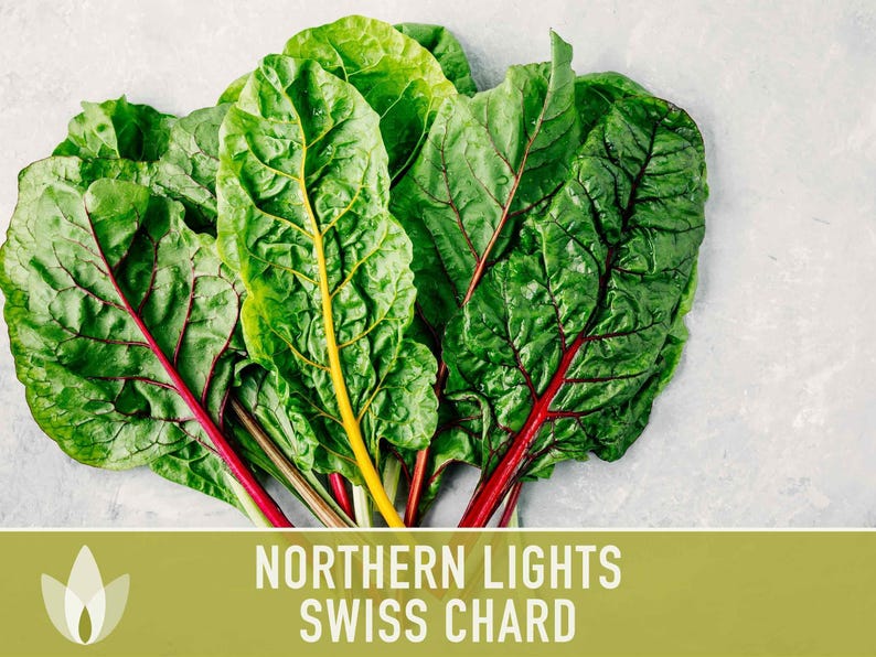 Northern Lights Swiss Chard Seeds, Rainbow Mix, Heirloom Non-GMO immagine 6