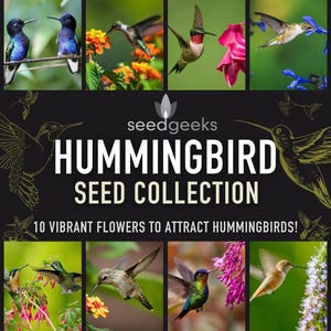 May include: A vibrant image showcasing a hummingbird seed collection. The central graphic reads "Hummingbird Seed Collection" with the tagline "10 vibrant flowers to attract hummingbirds!" The image features various hummingbirds and colorful flowers.