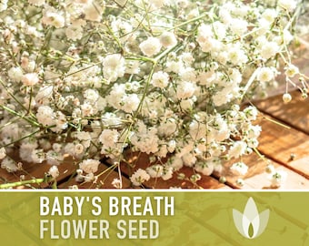 Baby's Breath, Annual Flower Seeds - Heirloom Seeds, Wedding Flowers, Covent Garden, Bouquets, Gypsophila Elegans, Open Pollinated, Non-GMO