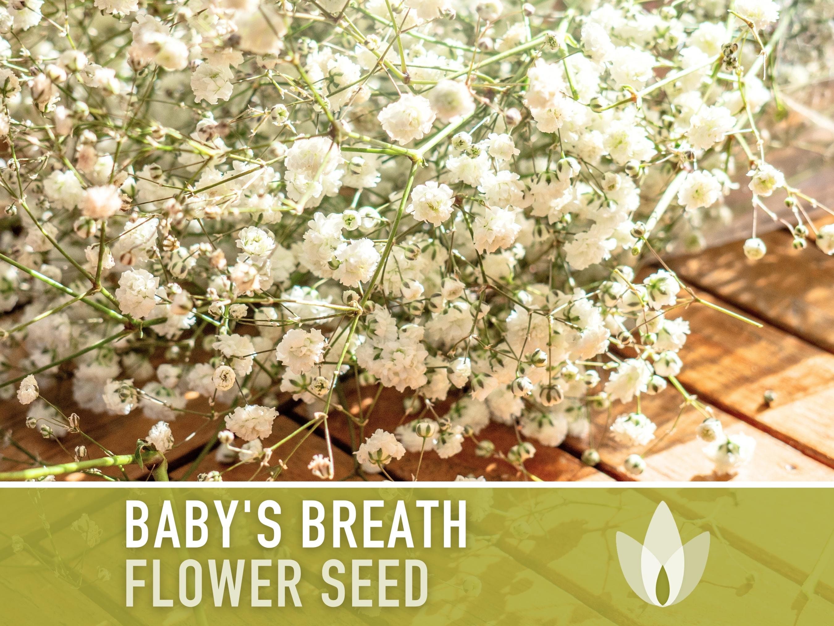 Baby's Breath, Annual Flower Seeds Heirloom Seeds, Wedding Flowers, Covent  Garden, Bouquets, Gypsophila Elegans, Open Pollinated, Non-gmo 