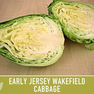 Early Jersey Wakefield Cabbage Heirloom Seeds - Etsy