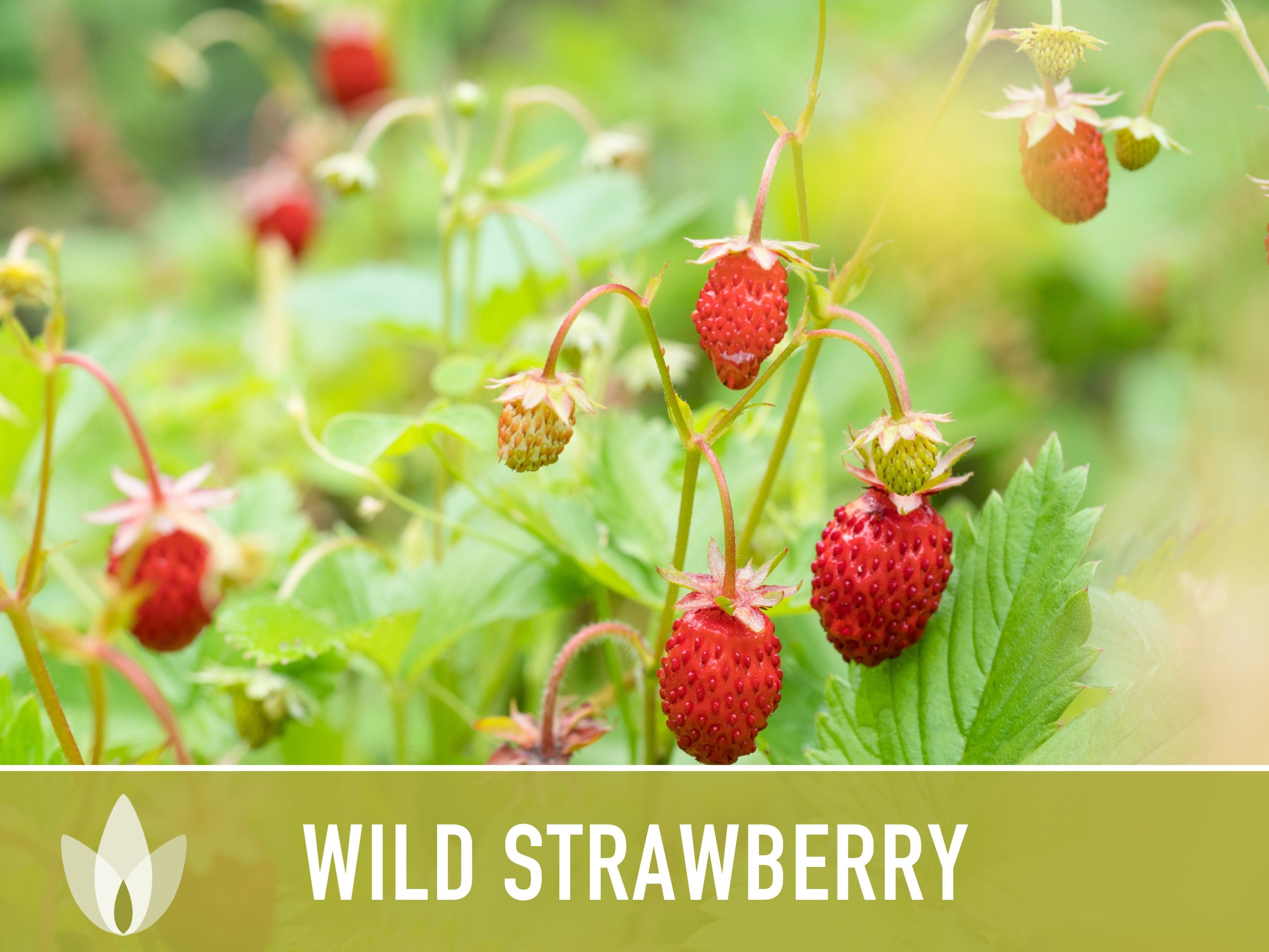 Wild Strawberry Seeds – Heirloom Alpine Variety, Open Pollinated