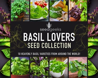 Basil Lovers Seed Collection - 10 variétés de basilic Heavenly Heirloom du monde entier, pesto, kit de graines, à pollinisation libre, sans OGM