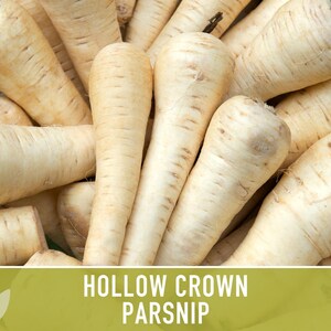 Hollow Crown Parsnip Heirloom Seeds - Non-GMO, Open Pollinated, Untreated, Root Vegetables, Fall Garden image 4