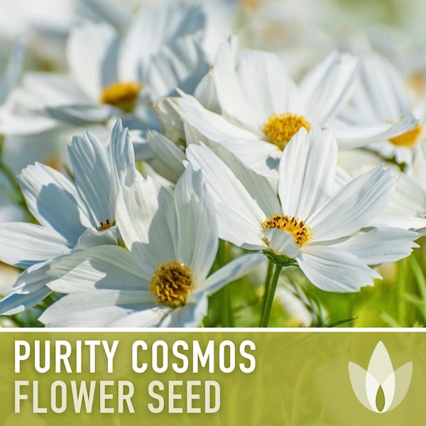 Cosmos, Purity Flower Seeds - Heirloom Seeds, Cut Flowers, Butterfly Garden, Pollinator Friendly, Open Pollinated, Non-GMO