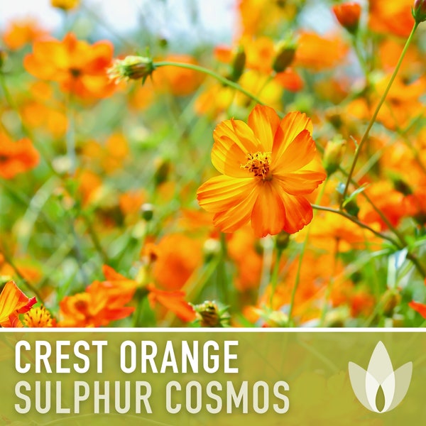 Sulphur Cosmos Seeds, Crest Orange - Heirloom Flower Seeds, Orange Blooms, Cut Flowers, Butterfly Garden, Pollinator Friendly, Non-GMO
