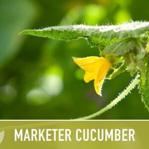 Marketer Cucumber Seeds | 30+ Seeds, Open-Pollinated, Non-GMO, Heirloom, AAS Winner, Slicing, Organic, Cucumis sativus image 6