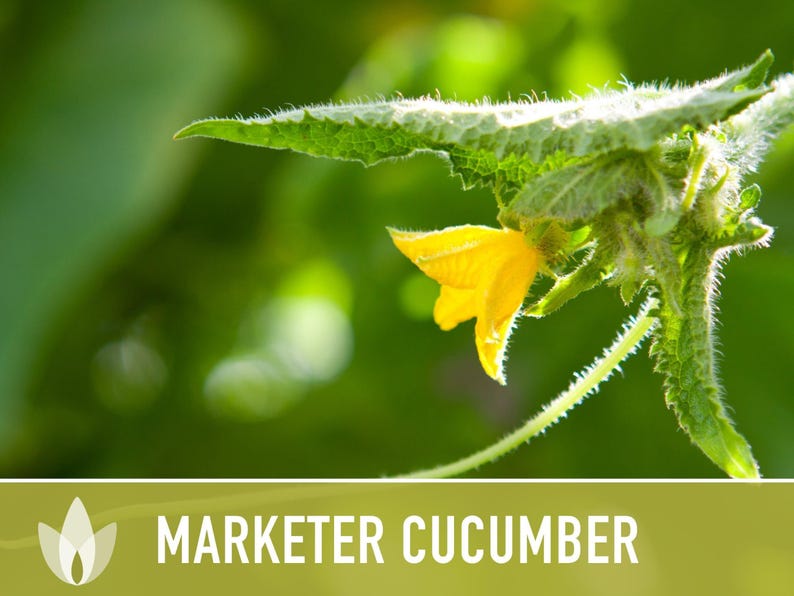 Marketer Cucumber Seeds | 30+ Seeds, Open-Pollinated, Non-GMO, Heirloom, AAS Winner, Slicing, Organic, Cucumis sativus image 6